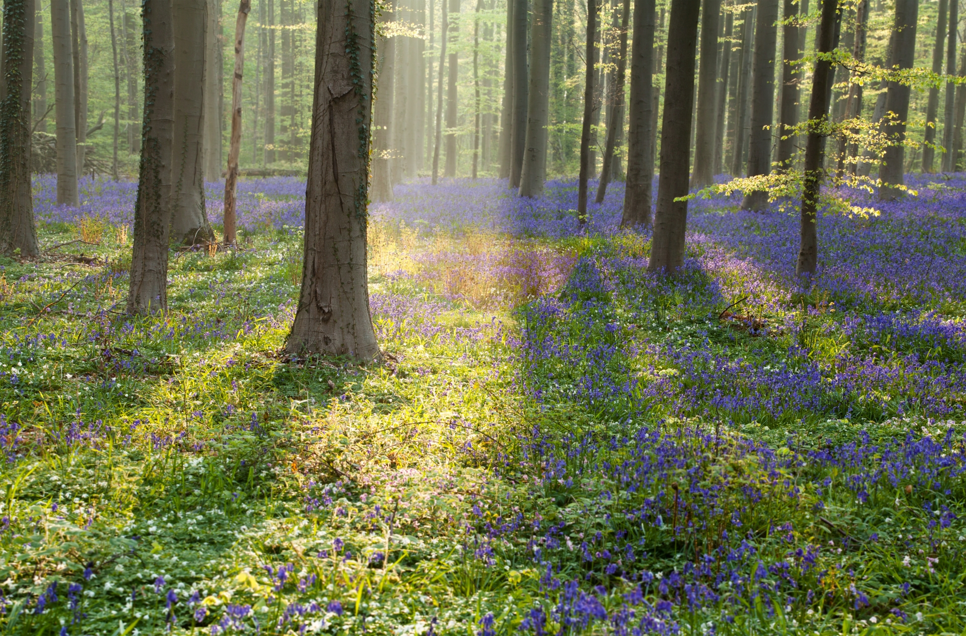 Moores Traditional Funeral Directors - Bluebell Forest