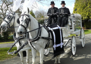 Moore's Funeral Directors - White Horse-Drawn Hearse
